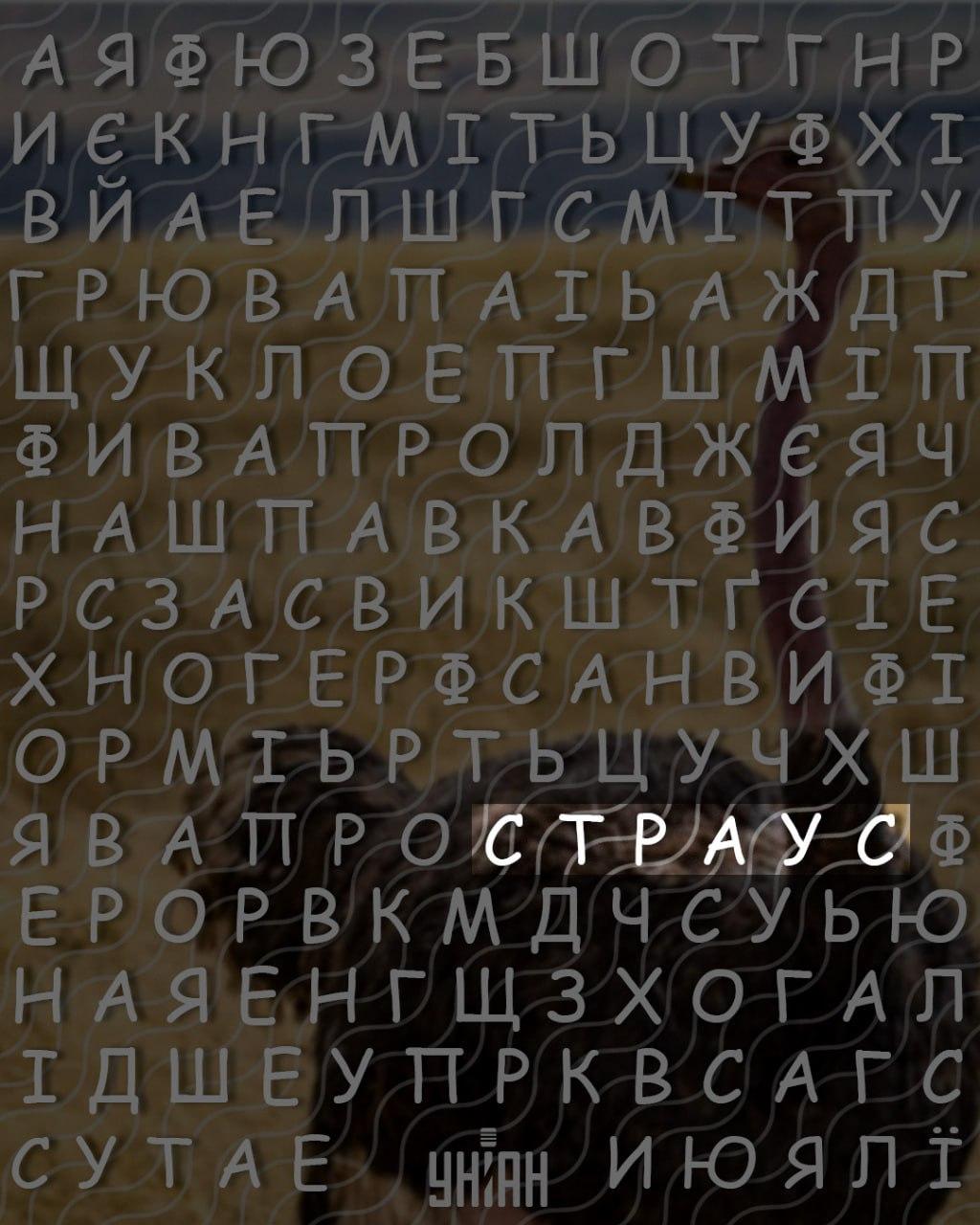 Hanya orang yang mempunyai IQ tinggi yang akan menemui perkataan 'burung unta' dalam 10 saat: teka -teki rumit Hanya orang yang mempunyai IQ tinggi yang akan menemui perkataan 'burung unta' dalam 10 saat: teka -teki rumit