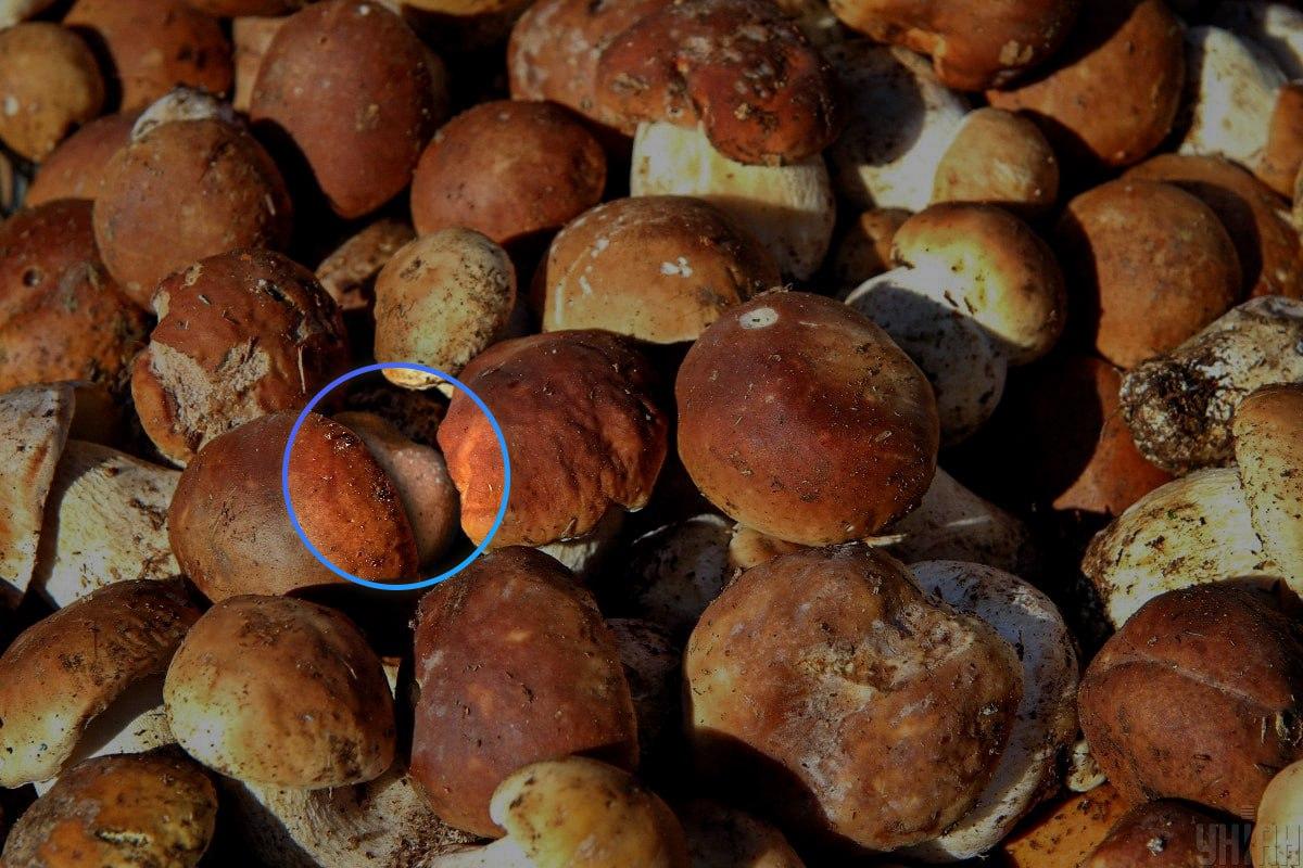 Batu itu hampir berada di tengah -tengah ilusi optik / kolaj unian