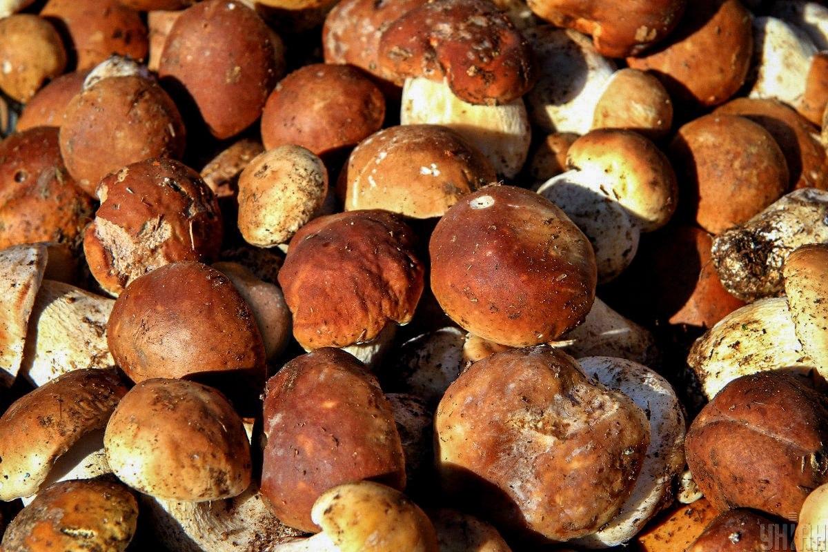 Cari batu di antara cendawan dalam kolaj masa / unian