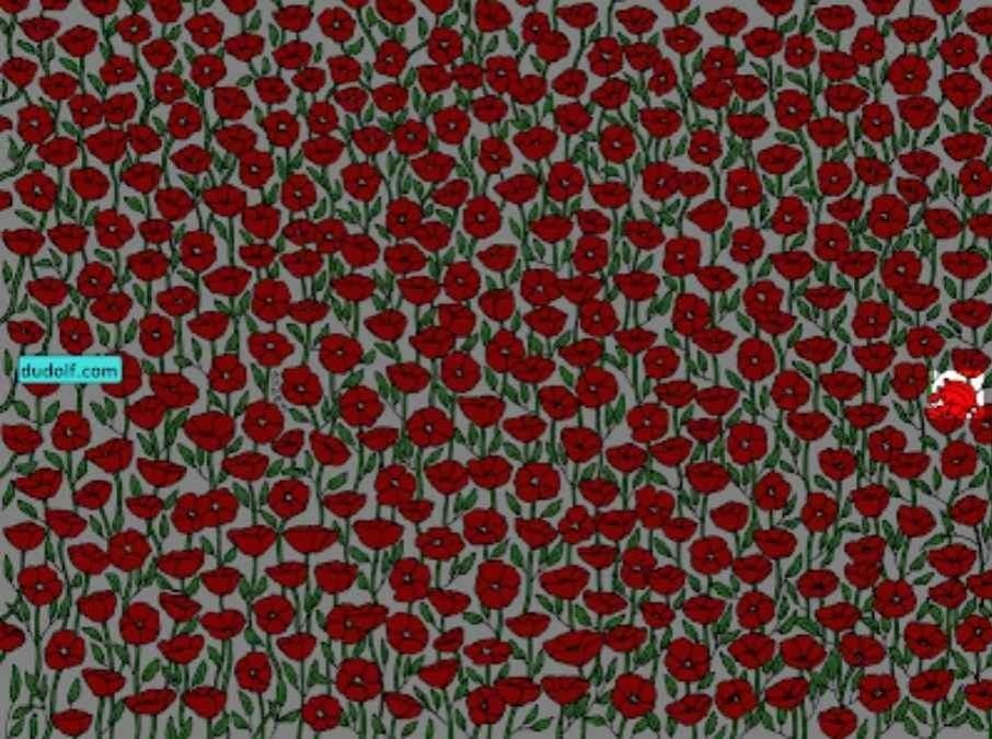 Hanya perhatian super yang akan menemui ketam dalam gambar: menguji IQ anda dalam 25 saat