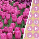 Hanya 2% orang yang menemui perkataan “tulip” dalam 8 saat: